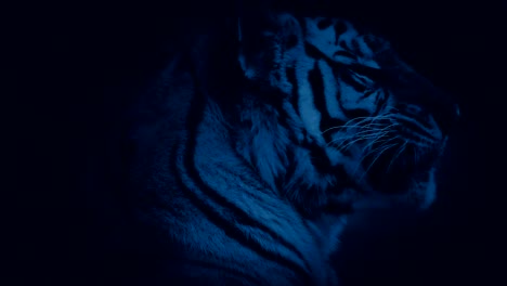 Tiger-Growls-At-Night