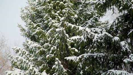 Montón-de-nieve-sobre-los-árboles