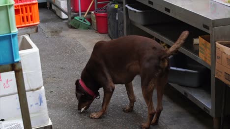 streunender-Hund-finden-und-Essen-am-Straßenstand