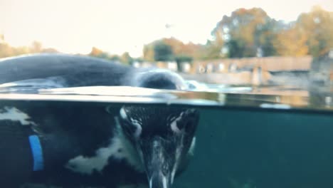 Closeup-of-penguins-swimming-underwater