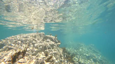 Unterwasser-Meerestiere-an-der-Unterseite-des-Atlantischen-Ozeans-vor-der-Küste-der-Bretagne-in-Frankreich.