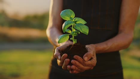 Hands-holding-green-plant