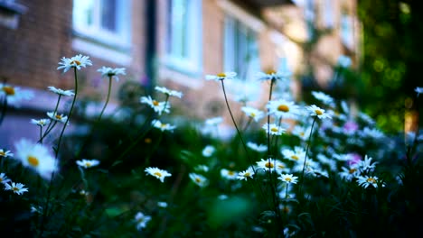 Daisies-y-otras-flores-en-el-patio-de-un-edificio-de-varios-pisos