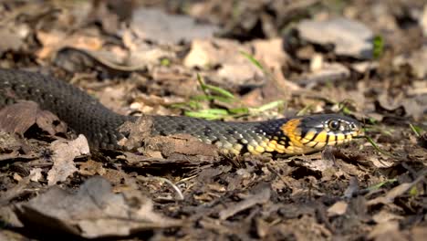 The-snake-crawls-on-the-ground