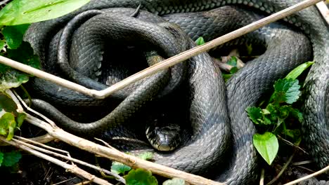Many-Large-Black-Rat-Snake-in-the-Grass