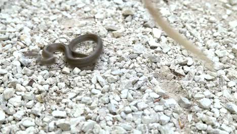 Snake-on-stony-ground