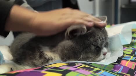 Smooth-the-cat-on-the-pillow-in-the-hospital