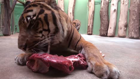 Tiger-eat-fresh-meat