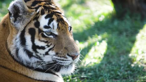 Porträt-eines-Tigers,-die-auf-dem-grünen-Rasen-im-Schatten-eines-Baumes-liegt