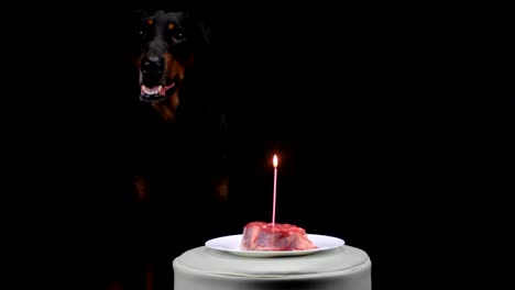 Doberman-negro-sentado-frente-a-carne-con-quema-de-vela