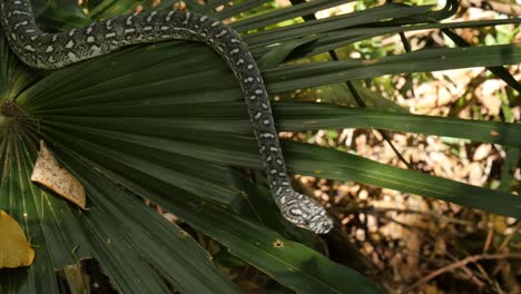 Australian-reptile-snake-the-Diamond-Python-in-rain-forest