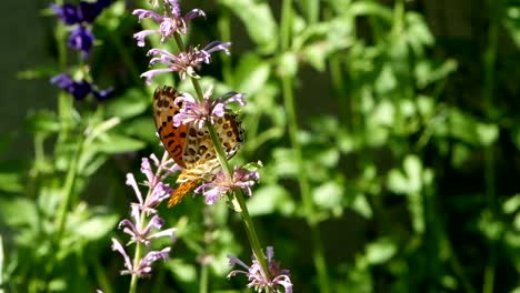Orange-Butterfly-or-Leopard-Lacewing-Butterfly-on-flower-and-flying-out-of-flowers-in-flower-garden-in-morning