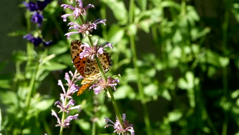 Orange-Schmetterling-oder-Leopard-Florfliege-Schmetterling-auf-Blume-und-fliegen-von-Blüten-im-Blumengarten-Morgen