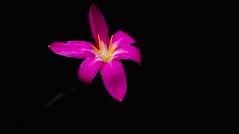 Time-lapse-of-Zephyranthes-Lily-blooming