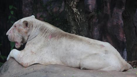 Lion-sick-on-the-rocks.