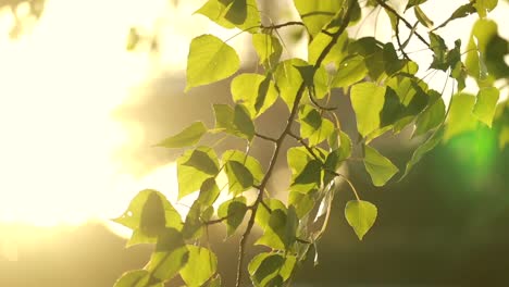 Beautiful-morning-sun-peaking-trough-the-leaves