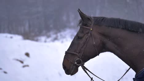 Zeitlupe:-Erwachsene-Pferde-mit-schönen-Haaren,-die-auf-der-Suche-rund-um-die-winterliche-Natur.