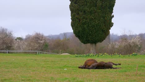 The-two-horses-in-brown-color-eating-grasses-on-the-lawn-with-the-green-tree-on-the-background