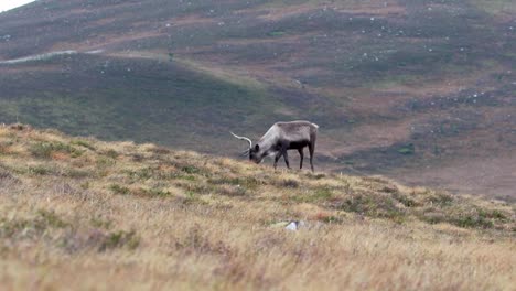 Rentier,-Rangifer-Tarandus,-Weiden-an-den-Hängen-der-Cairngorms-NP-im-Herbst.