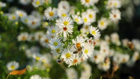 Pollen-weiße-Blume-und-Biene-fliegen-herum-sammeln-Nektar-eingefangen-super-langsam-Bewegung-120-fps.