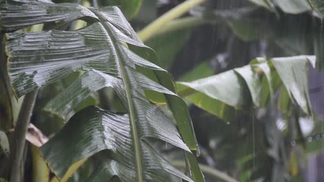 Lluvias-torrenciales-en-el-jardín-de-soplar-una-hoja-de-plátano.