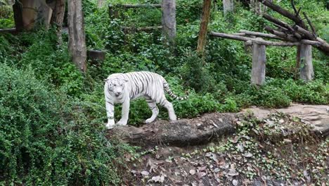 El-león-blanco-se-encuentra-durante-el-día.