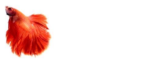 Super-Slow-Motion-der-pulsierenden-siamesische-Kampffische-(Betta-Splendens),-Name-bekannt-ist-Thai,-Plakat