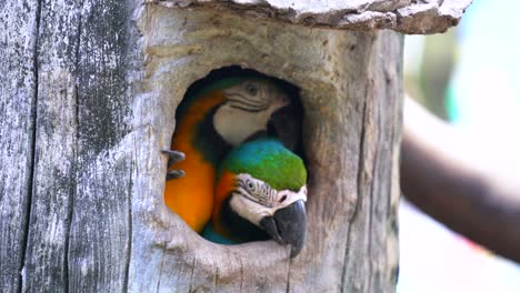 Guacamayo-loro-en-madera-hueco