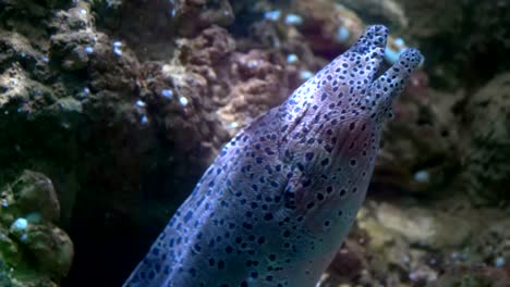 Geschnürte-Moray-atmen-im-Wasser-in-4-k-Slow-Motion-60fps