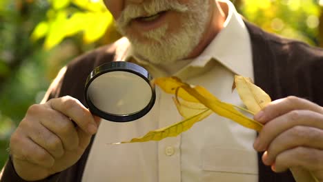 Hombre-curioso-busca-en-la-hoja-a-través-de-la-lupa,-proyecto-científico