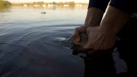 Fischer-Freigabe-Karpfen-Fisch-zurück-zu-River,-Sportwettbewerb,-Angeln-Köder