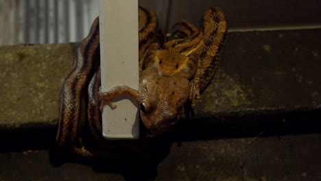 Leopard-Frog-Tries-to-Escape-the-Jaws-of-a-Rat-Snake