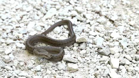 Snake-on-stony-ground