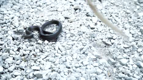 Snake-on-stony-ground