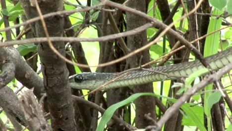 Sabana-de-África-salvaje-serpiente-árbol-Kenia