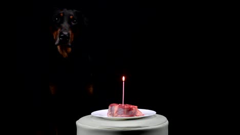 Black-Doberman-sitting-in-front-of-meat-with-burning-candle-and-barks