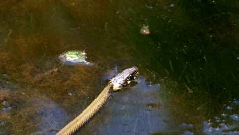 Ringelnatter-kriechen-in-den-Fluss