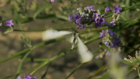 Mariposa-en-flor-de-lavanda-blanco