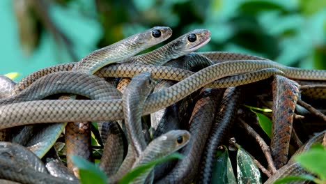 Oriental-rat-snake