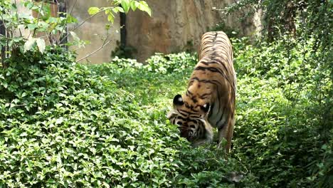 Comportamiento-de-los-tigres-en-morder-la-hierba,-árboles,-lenta.