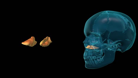 Lower-Nasal-Shell