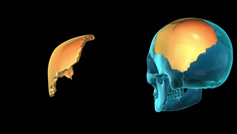 Parietal-Knochen