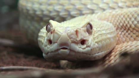 Serpiente-de-cascabel-Close-Up-con-sonido