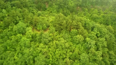 vuelo-del-abejón-por-encima-de-los-árboles-madera-de-pino-de-montaña-en-un-día-de-lluvia-tormentoso