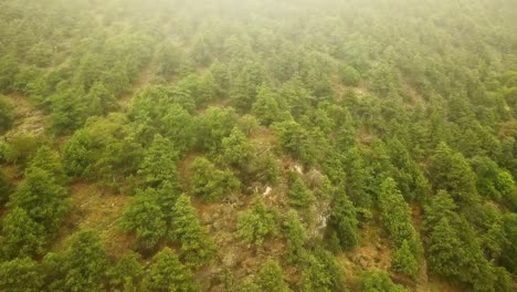 Drohnenflug-über-den-Berg-Holz-Kiefern-an-einem-stürmischen-Regentag