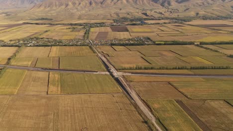 Large-rice-fields-in-Xinjiang