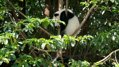 Giant-Panda-Bärenjunges-auf-einem-Baum