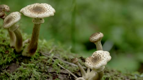 Close-up-of-the-five-sprouting-mushroom-on-the-trunk-FS700-Odyssey-7Q-4K