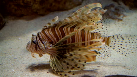 Lionfish-in-aquarium-4K.