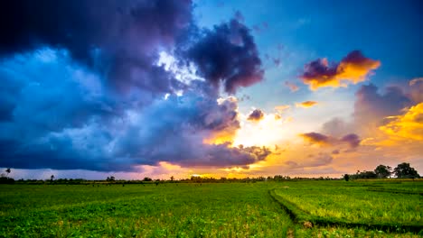 Rice-field-at-sunset-time-lapse